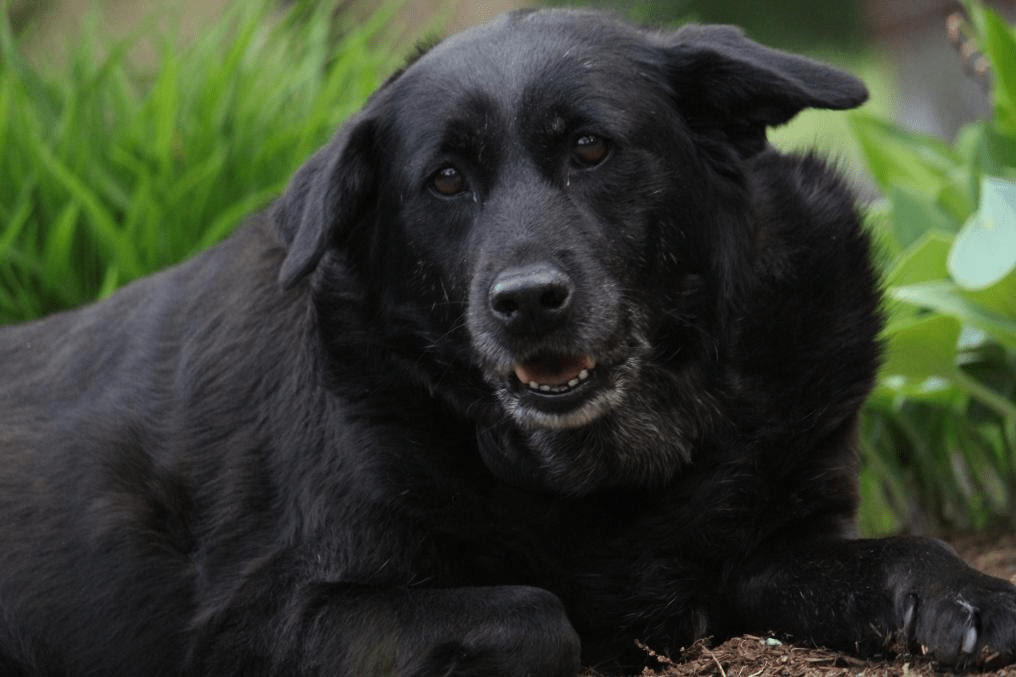 Molly, 2009-2025