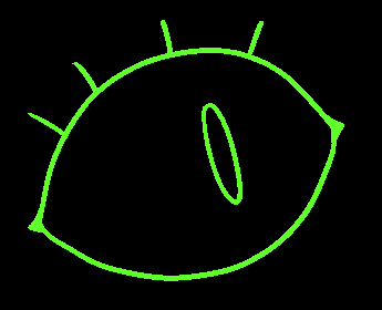 Basil